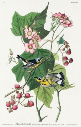 Picture of BLACK AND YELLOW WARBLERS