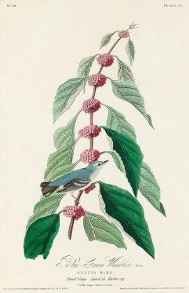 Picture of BLUE-GREEN WARBLER