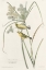 Picture of PRAIRIE WARBLER