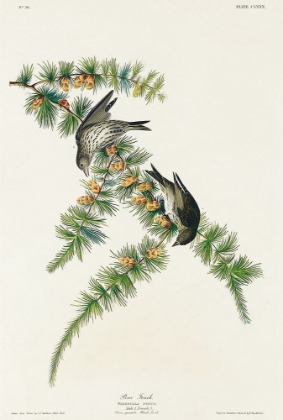 Picture of PINE FINCH
