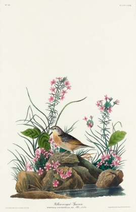 Picture of YELLOW-WINGED SPARROW