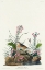 Picture of YELLOW-WINGED SPARROW