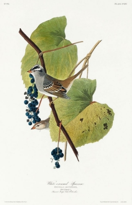 Picture of WHITE-CROWNED SPARROW