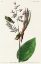 Picture of AMERICAN GOLDEN CRESTED-WREN 