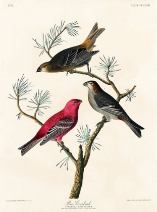 Picture of PINE GROSBEAK