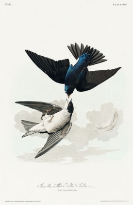 Picture of WHITE-BELLIED SWALLOW