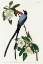 Picture of FORK-TAILED FLYCATCHER