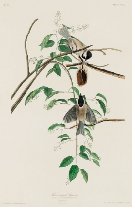 Picture of CAROLINA TITMOUSE