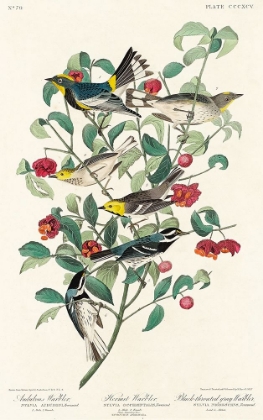 Picture of AUDUBONS WARBLER, HERMIT WARBLER AND BLACK-THROATED GRAY WARBLER 