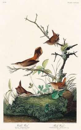 Picture of WINTER WREN AND ROCK WREN