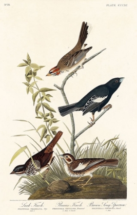 Picture of LARK FINCH, PRAIRIE FINCH AND BROWN SONG SPARROW