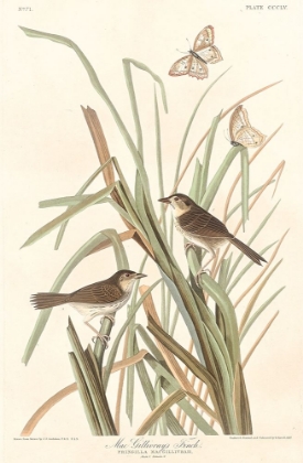 Picture of MACGILLIVRAYS FINCH
