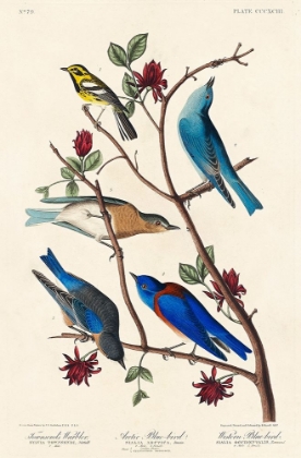 Picture of TOWNSENDS WARBLER, ARCTIC BLUE-BIRD AND WESTERN BLUE-BIRD