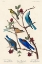 Picture of TOWNSENDS WARBLER, ARCTIC BLUE-BIRD AND WESTERN BLUE-BIRD