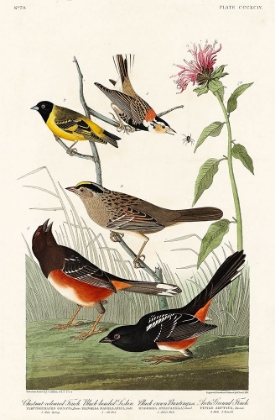 Picture of CHESTNUT-COLOURED FINCH, BLACK-HEADED SISKIN, BLACK CROWN BUNTING AND ARCTIC GROUND FINCH