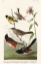 Picture of CHESTNUT-COLOURED FINCH, BLACK-HEADED SISKIN, BLACK CROWN BUNTING AND ARCTIC GROUND FINCH