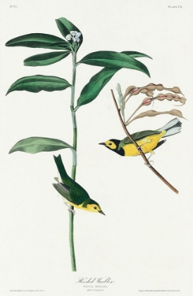 Picture of HOODED WARBLER