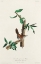 Picture of BEWICKS WREN