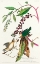 Picture of WORM EATING WARBLER