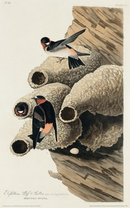 Picture of REPUBLICAN, OR CLIFF SWALLOW