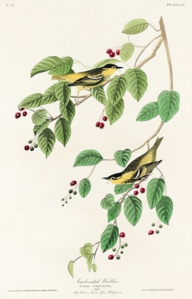 Picture of CARBONATED WARBLER