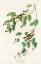 Picture of CARBONATED WARBLER