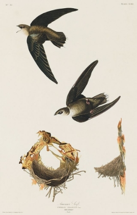 Picture of AMERICAN SWIFT