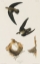 Picture of AMERICAN SWIFT