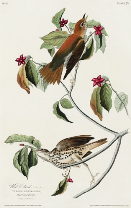 Picture of WOOD THRUSH