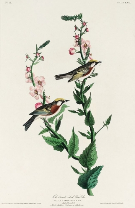 Picture of CHESTNUT-SIDED WARBLER