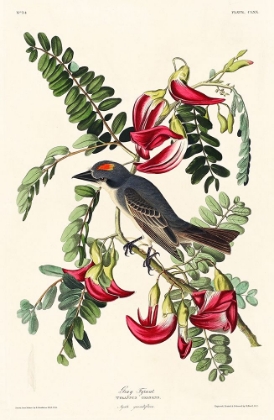 Picture of PIPING FLYCATCHER