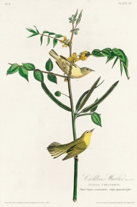 Picture of CHILDRENS WARBLER