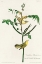 Picture of CHILDRENS WARBLER