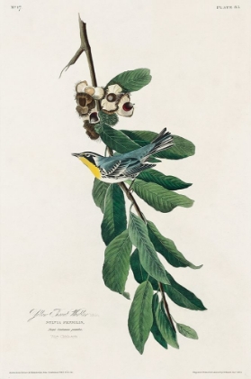 Picture of YELLOW THROATED WARBLER