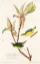 Picture of KENTUCKY WARBLER