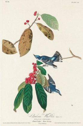 Picture of AZURE WARBLER
