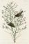 Picture of ORANGE-CROWNED WARBLER