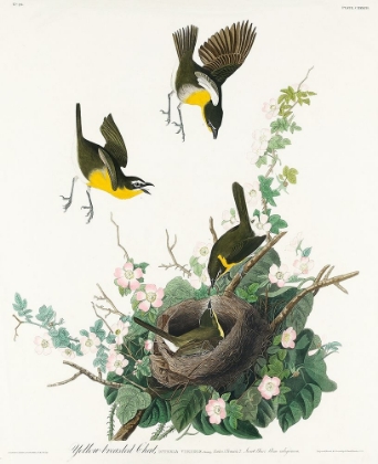 Picture of YELLOW-BREASTED CHAT
