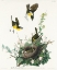 Picture of YELLOW-BREASTED CHAT