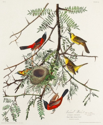 Picture of ORCHARD ORIOLE