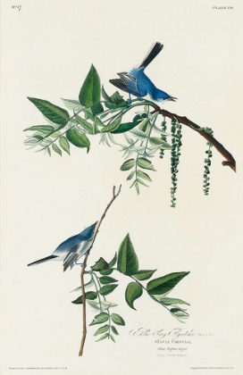 Picture of BLUE-GREY FLY-CATCHER