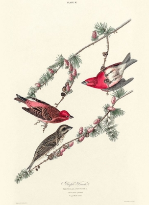 Picture of PURPLE FINCH