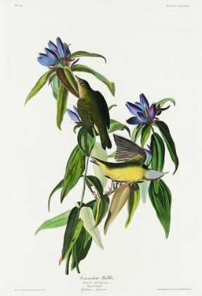 Picture of CONNECTICUT WARBLER