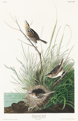 Picture of SHARP-TAILED FINCH