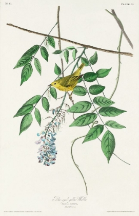 Picture of BLUE-EYED YELLOW WARBLER