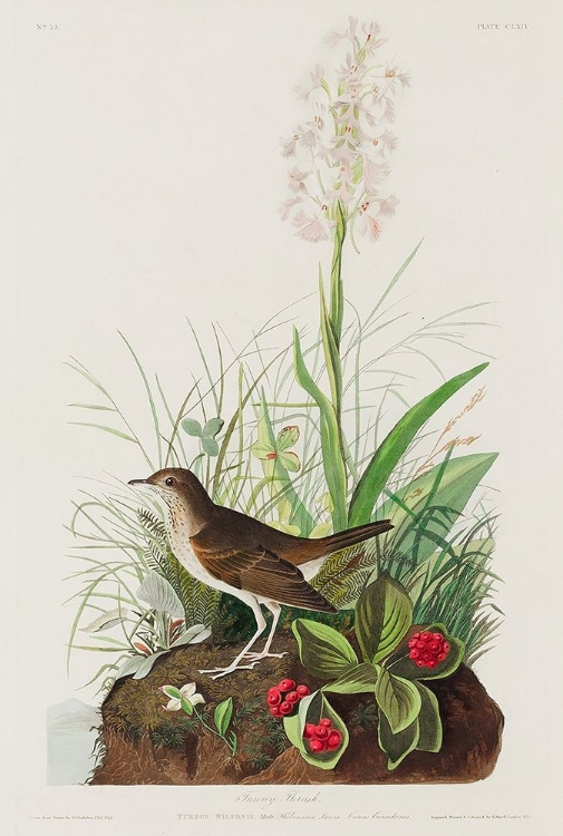 Picture of TAWNY THRUSH