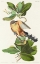 Picture of MANGROVE CUCKOO