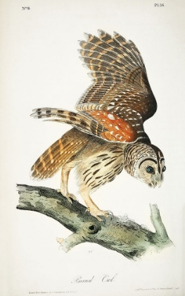 Picture of BARRED OWL