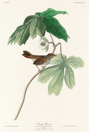 Picture of SWAMP SPARROW