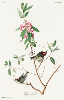 Picture of RUBY CROWNED WREN